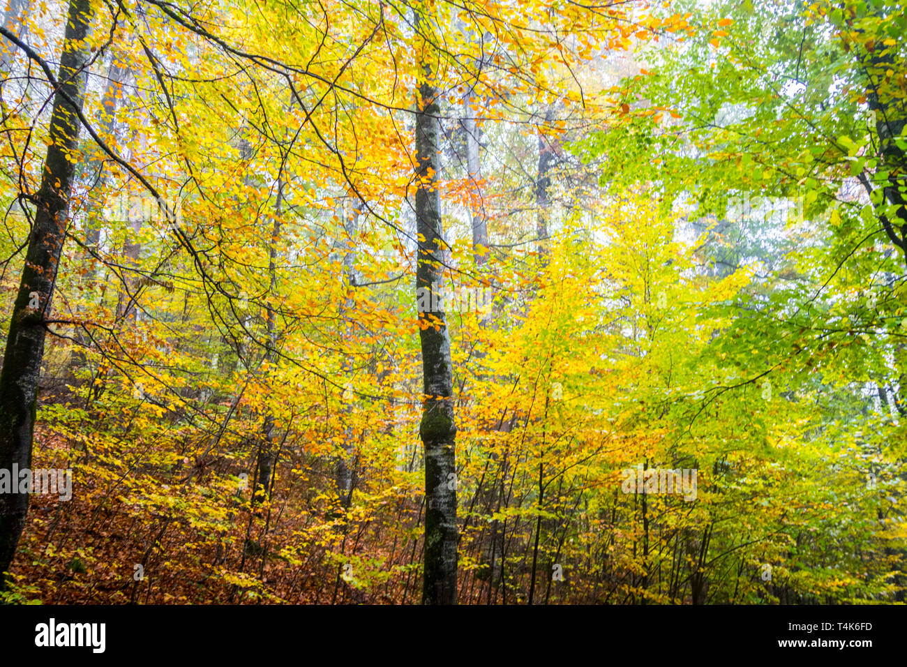 Wald Laub, hohen Bäumen, nebligen Wald, Dunst, Nebel, Herbst Farben, Isolation Konzept, isolierten Konzept, mitten in der Natur, Deutschland Stockfoto
