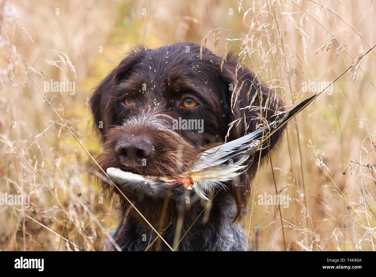 Ein Hund mit einem Flügel in seinen Mund im Herbst Gras, in der Nähe Stockfoto