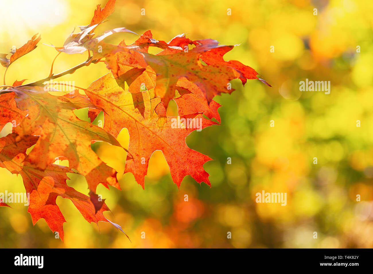 Buntes Herbstlaub Blätter auf einem Ast. Golden gelb Herbst Hintergrund bokeh mit kopieren. Stockfoto