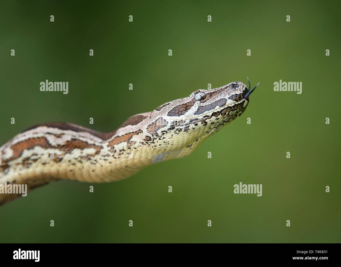 Der dumeril Boa (Acrantophis dumerili), ein nicht-giftige Schlange. Grüne Natur Hintergrund mit kopieren. Stockfoto