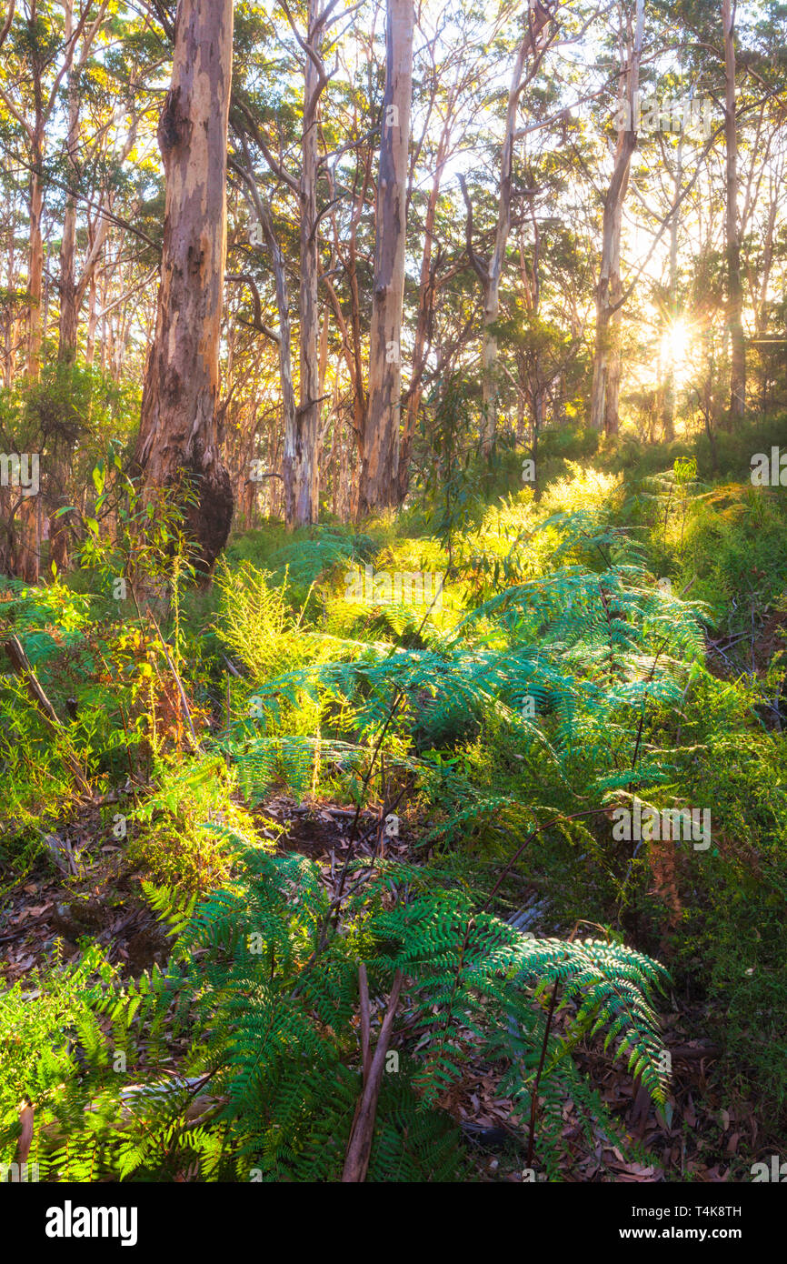 Karri Bäume (Eucalyptus Diversicolor) an Boranup Forest im leeuwin-naturaliste National Park, Margaret River, Australien Stockfoto