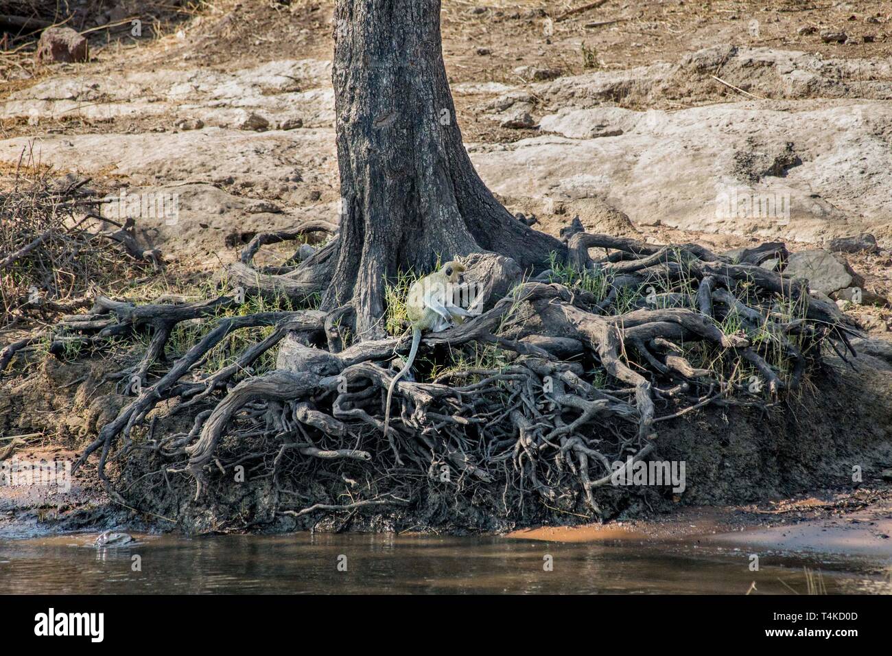 Meerkatze essen Zuckerrohr saß auf Baumwurzeln durch Fluss, Chobe Nationalpark, Botswana. Stockfoto