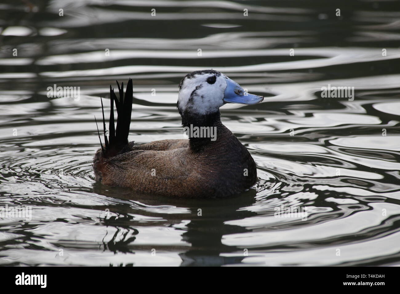 Blue-billed duck Schwimmen im Teich, WWT London Wetland Trust, GB. Stockfoto