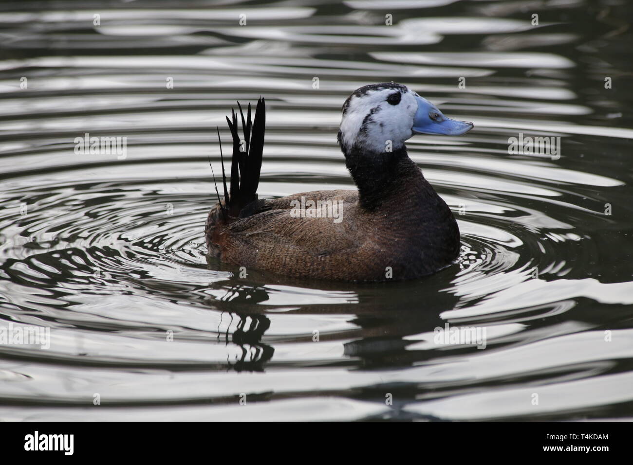 Blue-billed duck Schwimmen im Teich, WWT London Wetland Trust, GB. Stockfoto