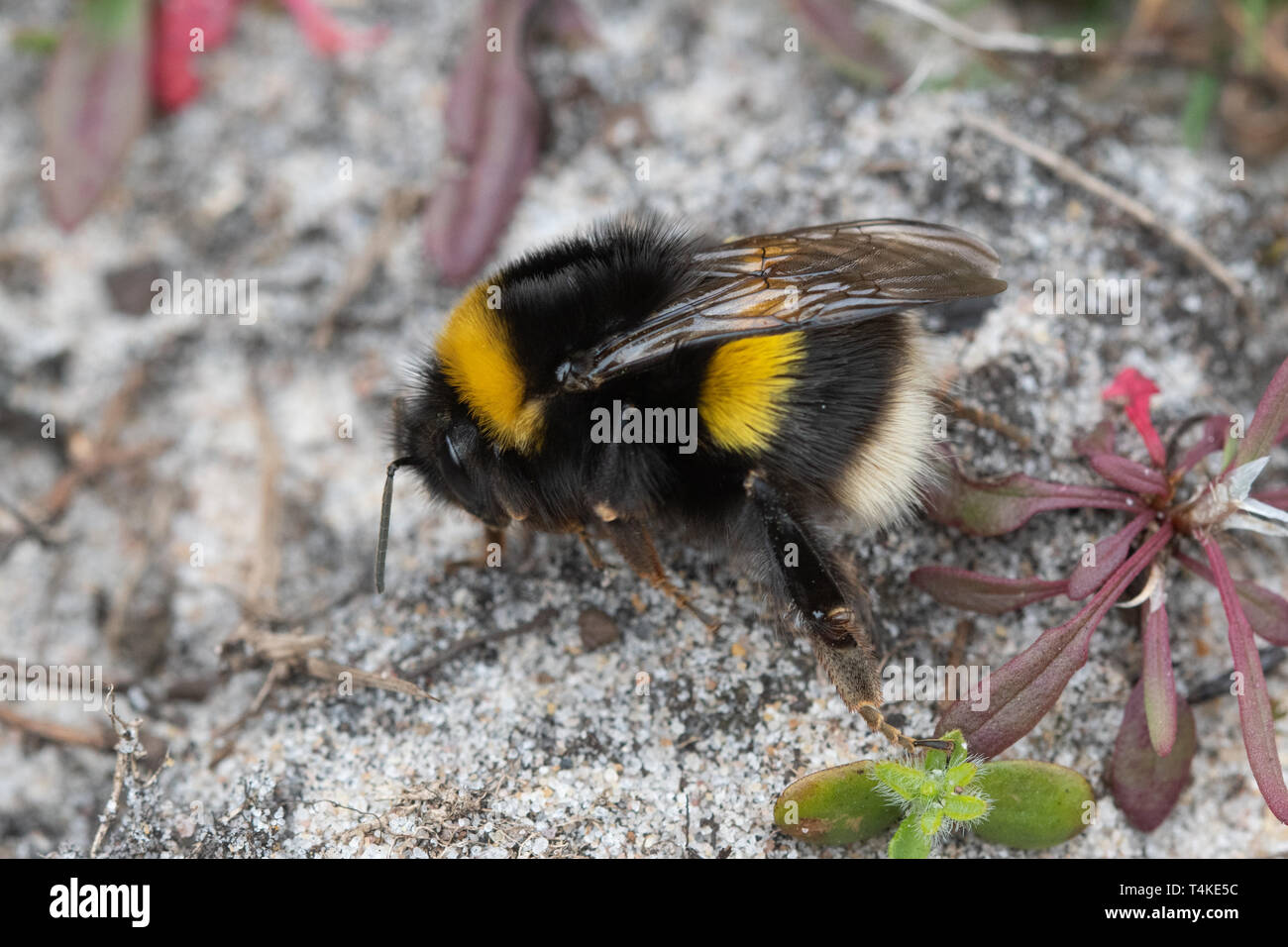 White-tailed Hummel (Bombus lucorum) auf Sand patch in Surrey, Heide, UK, April Stockfoto