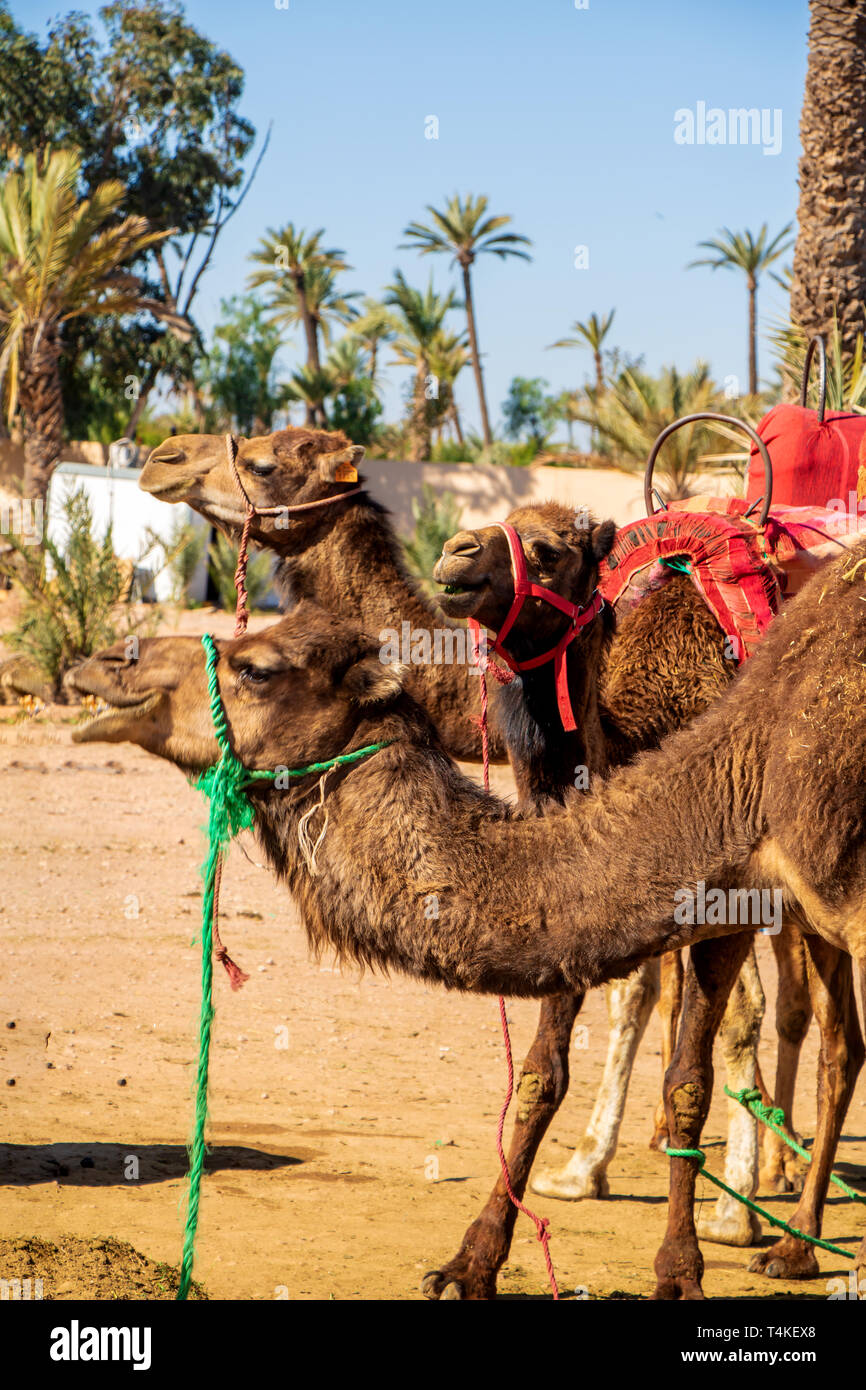 Drei Kamele Pause an einer Oase in der Nähe von Marrakesch, Marokko. Die  Tiere nehmen Touristen für Fahrten rund um die Oase Stockfotografie - Alamy