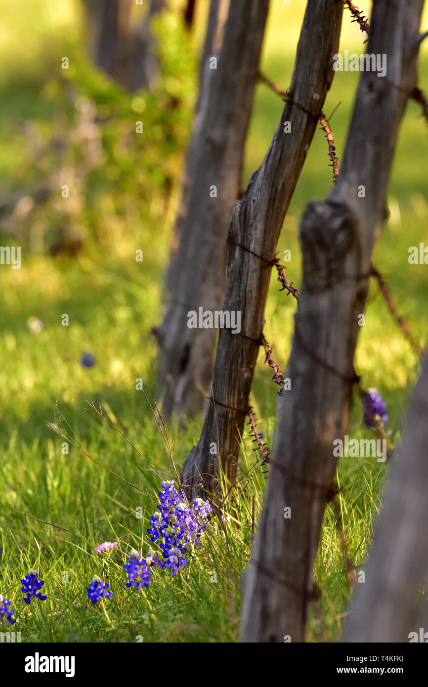 Alte Stacheldrahtzaun mit Bluebonnets Texas Hill Country USA Stockfoto