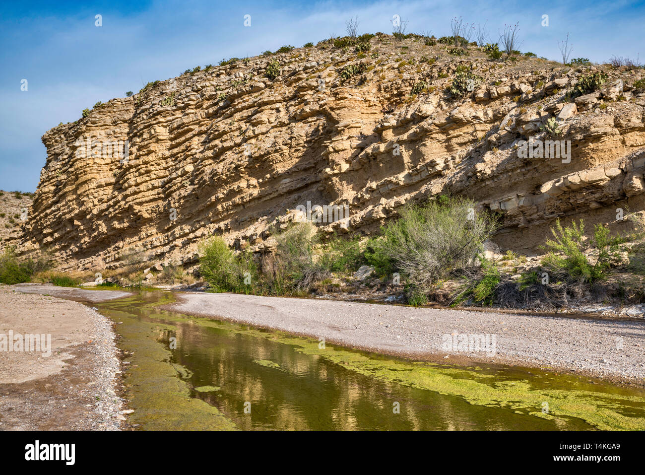 Kalkstein und Schiefer Schichten von boquillas Bildung über kleine Stream, mit Algen, in der Nähe von Hot Springs, Big Bend National Park, Texas, USA Stockfoto
