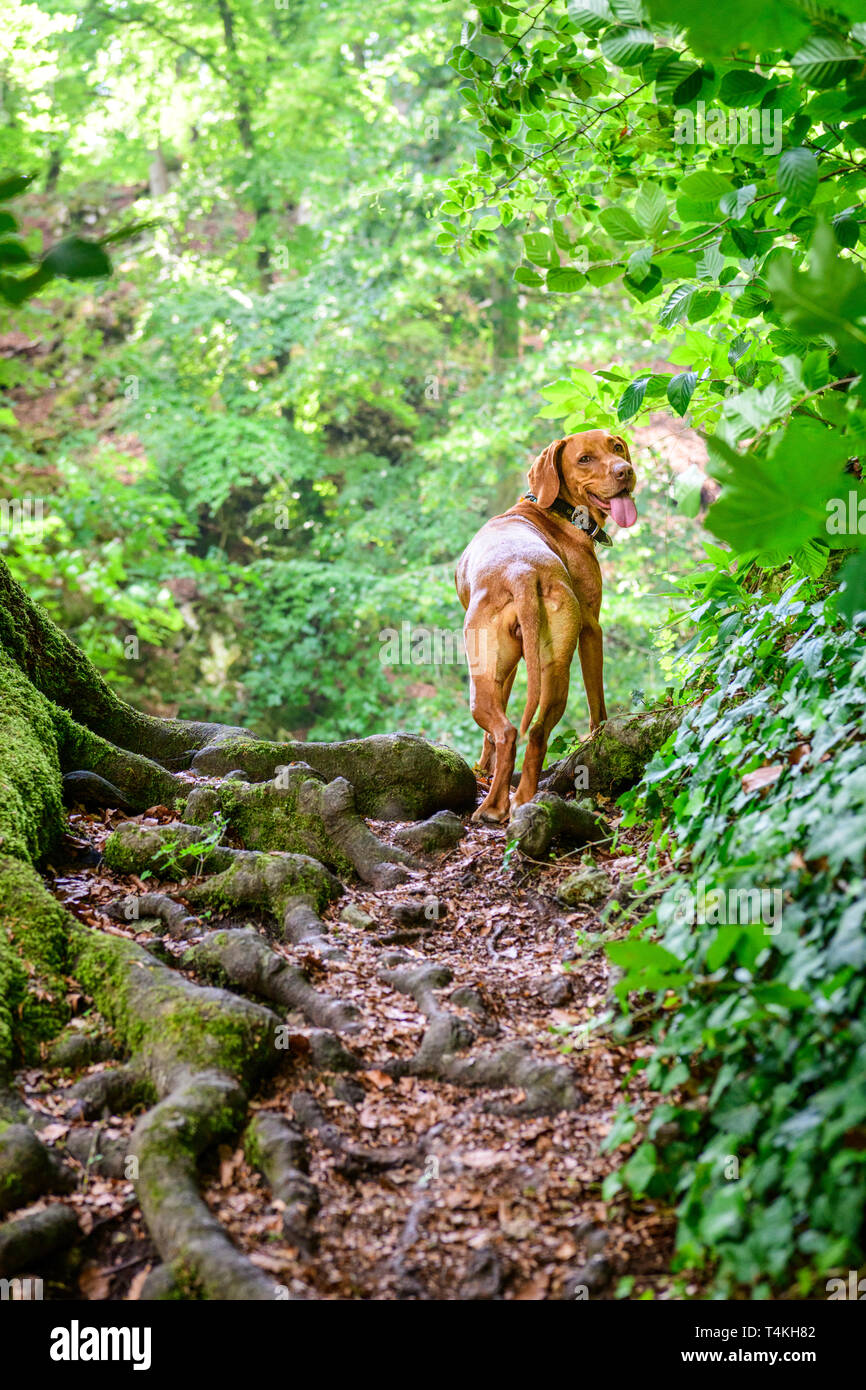 Hund wieder auf der Suche nach Meister auf dem Rooty Trail Stockfoto