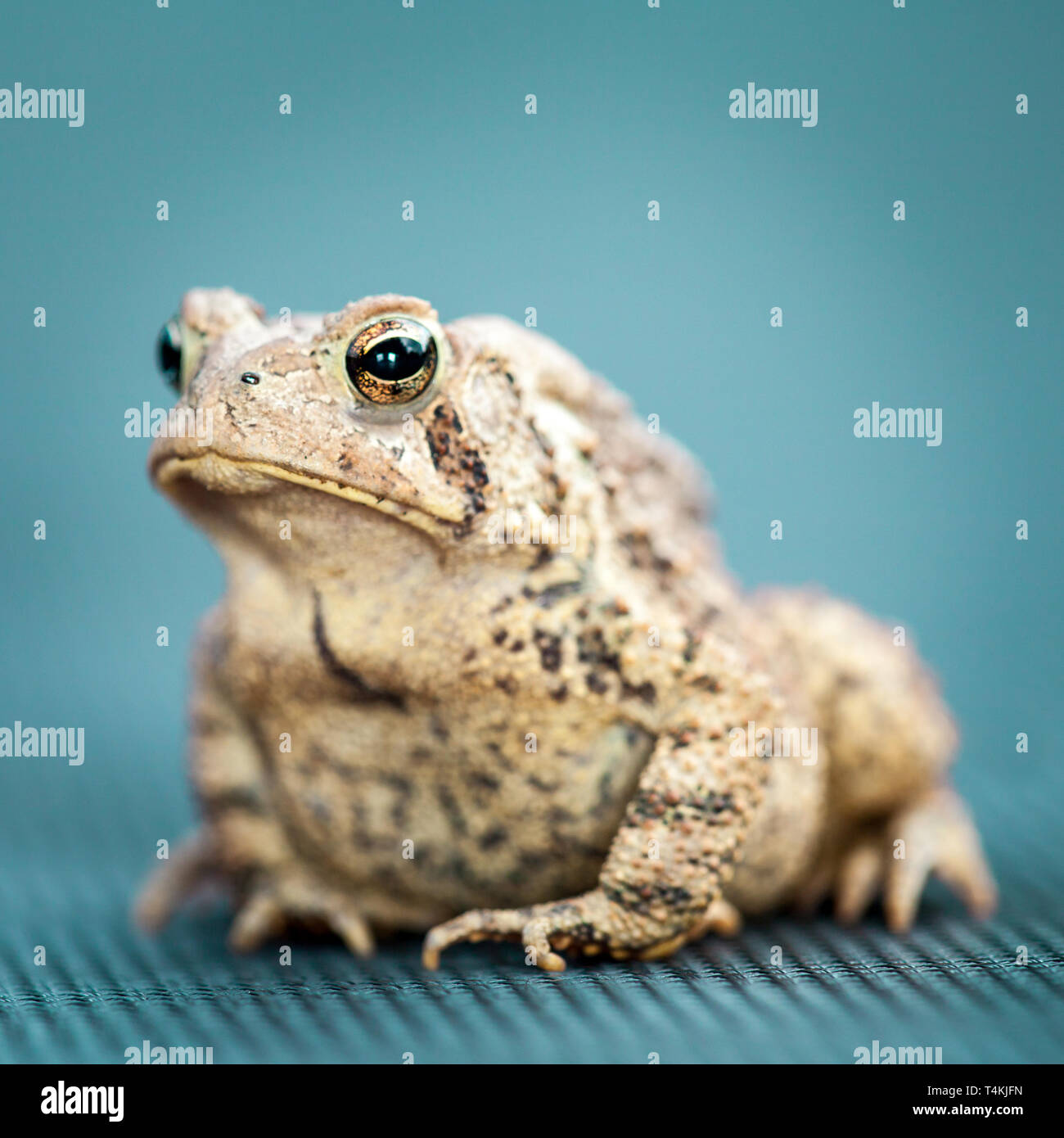 Portrait von Erdkröte auf blauem Hintergrund Stockfoto