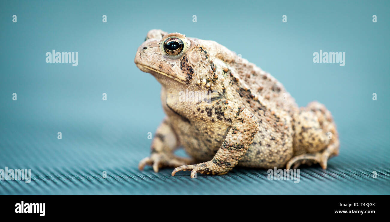 Portrait von Erdkröte auf blauem Hintergrund Stockfoto