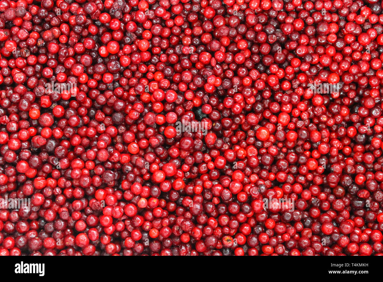 Gefrorene rote Beere Cranberry close-up als Hintergrund Stockfoto