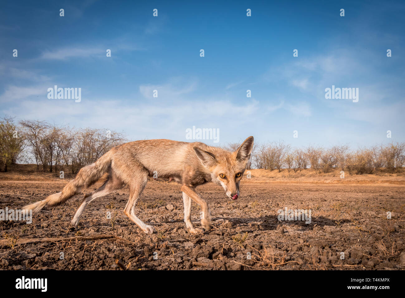 Desert Fox Stockfoto