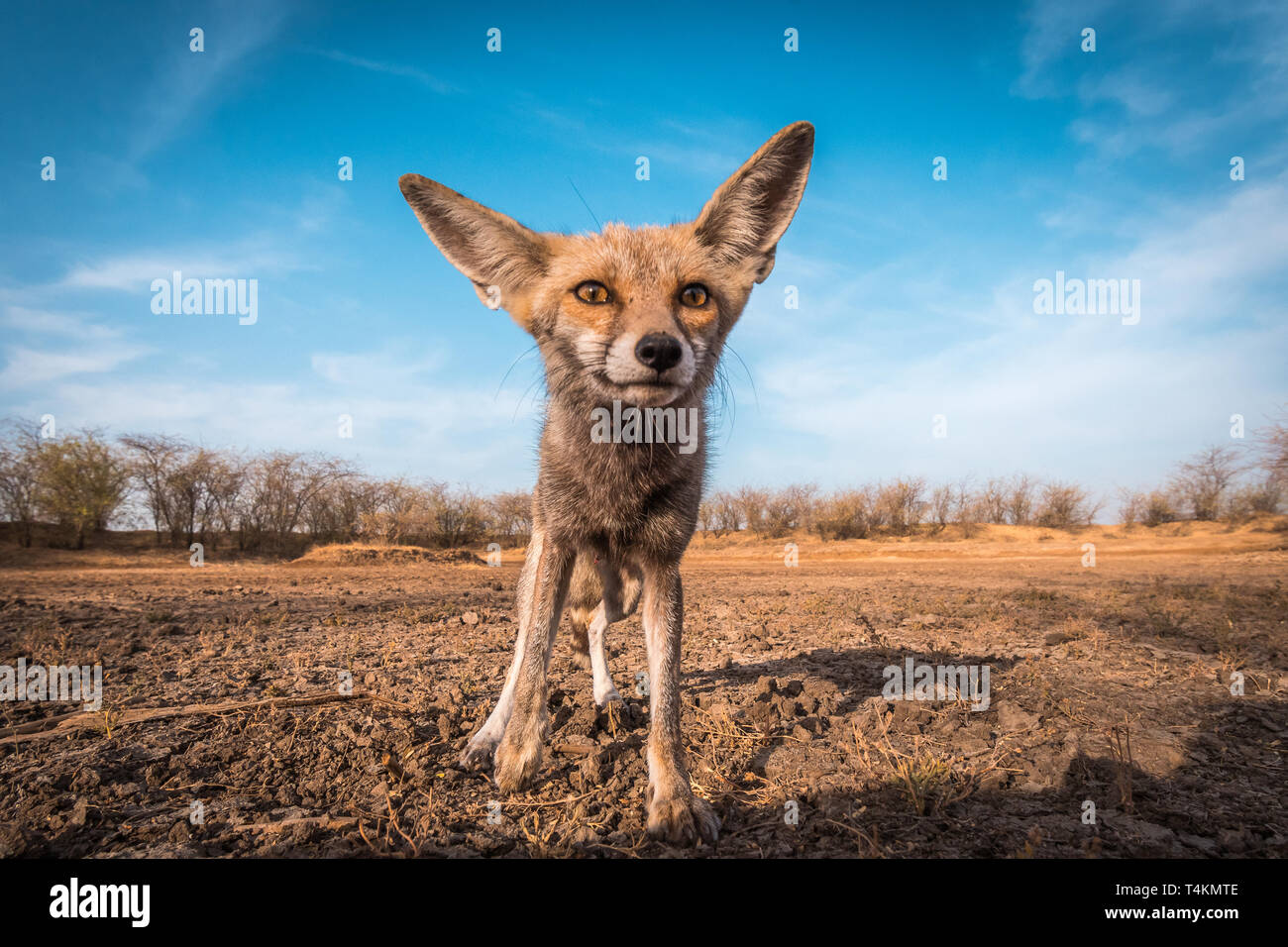 Desert Fox Stockfoto