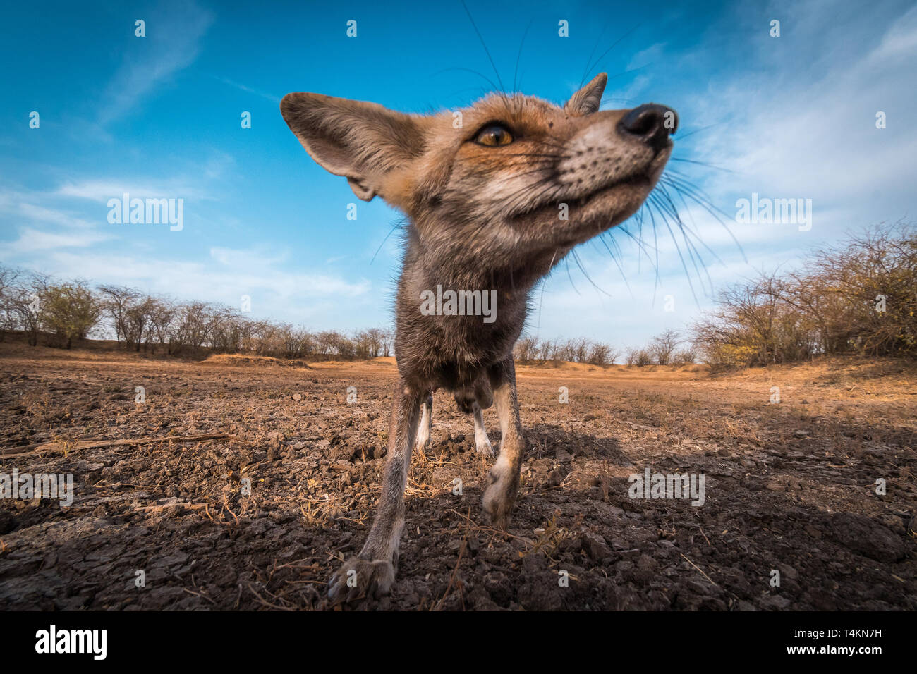 Desert Fox Stockfoto