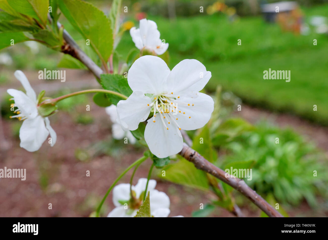 Weiße Blumen von Pear Tree in einem Garten Stockfoto