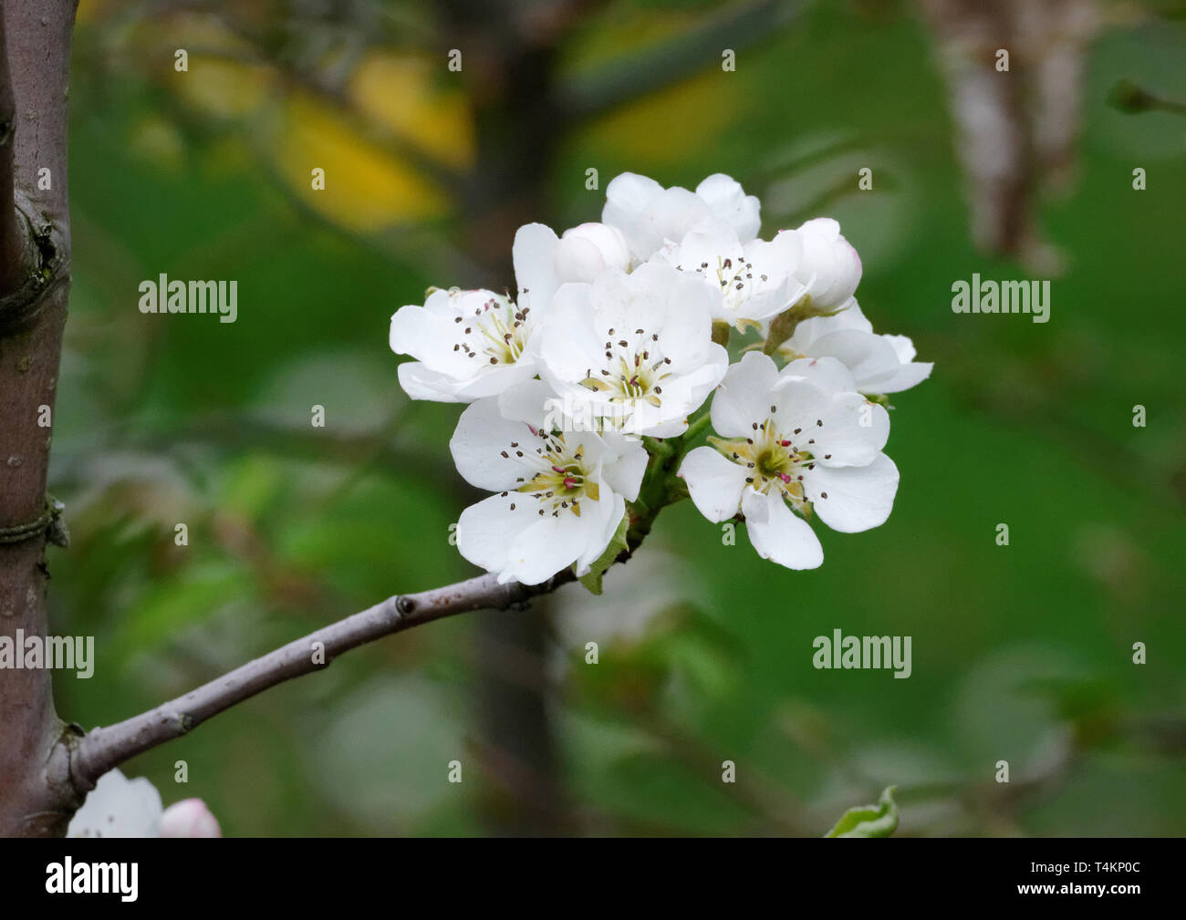 Weiße Blumen von Pear Tree in einem Garten Stockfoto