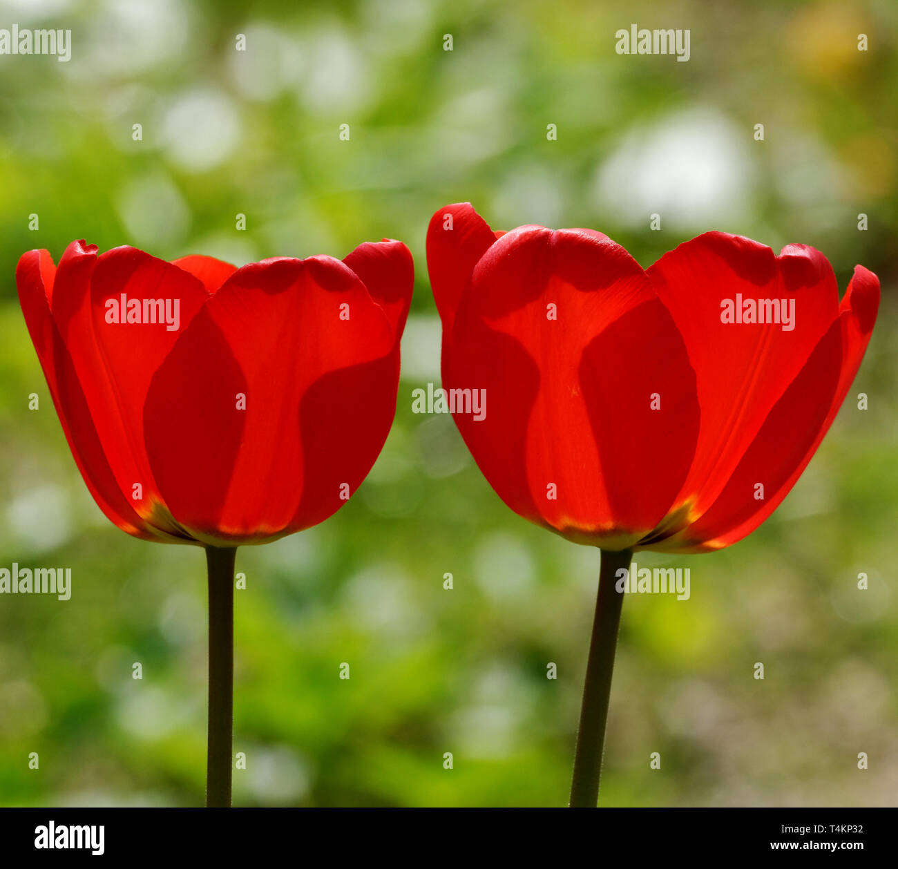 zwei rote Tulpen im Garten Stockfoto