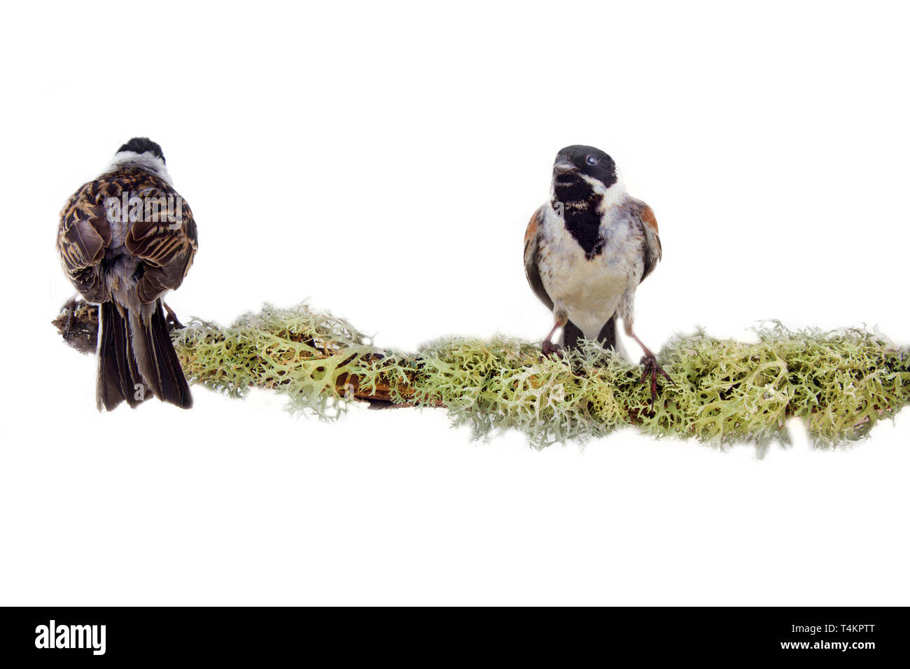 Künstlerische Komposition von zwei schönen bunten Vögel auf Zweig abgedeckt und mit gemusterten Rotwild Moss. Mönchsgrasmücke (Emberiza schoeniclus) Stockfoto