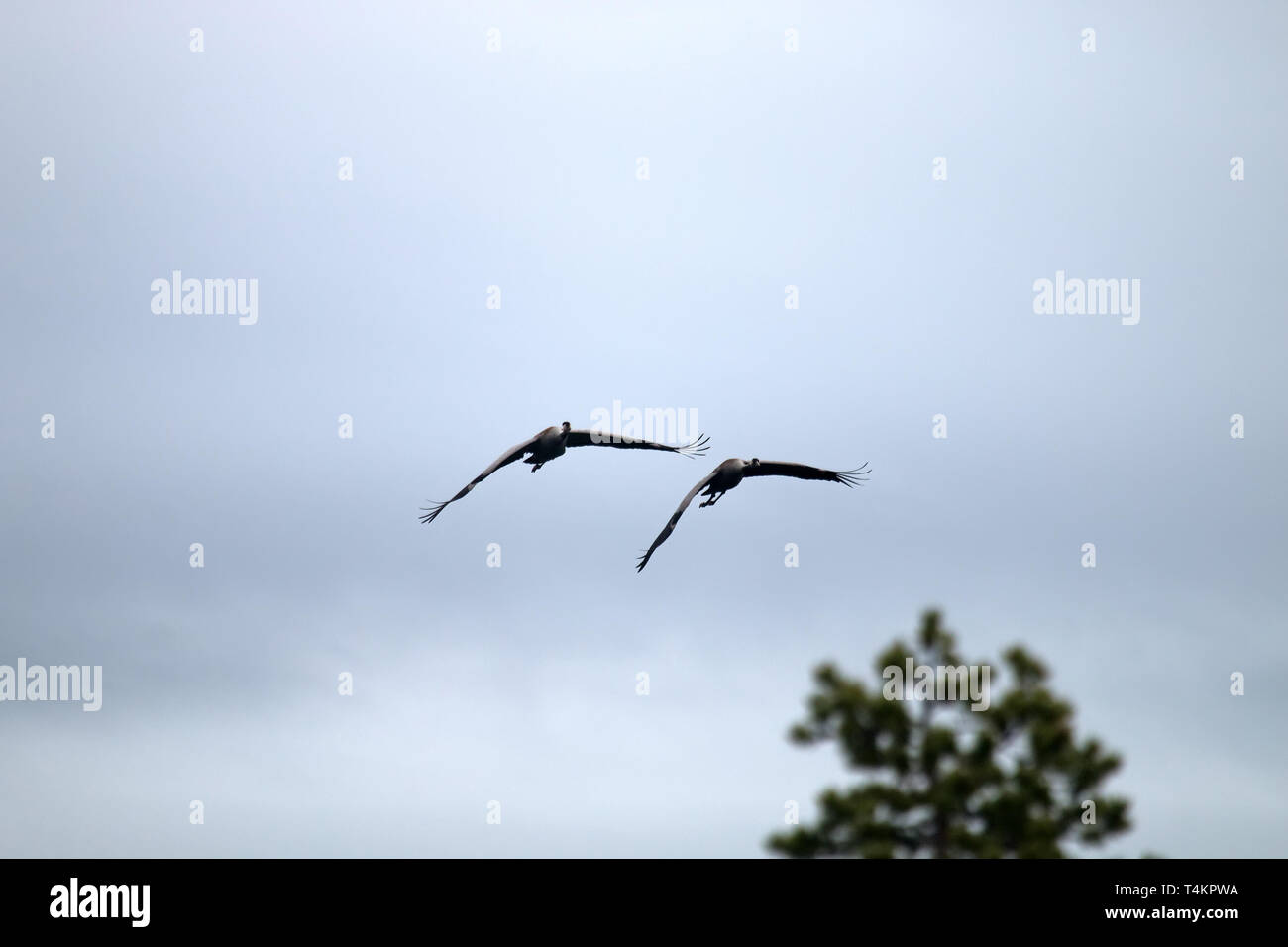 Zwei graue Kraniche (Grus Grus) plant, über den Wald Stockfoto