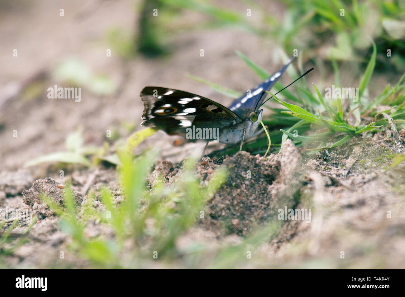 Lila Kaiser (Colias Iris) Getränke Wasser (saugt Feuchtigkeit) auf nassen Böden an der Küste. Die Farbe der Schmetterling Schimmert je nach Aufnahmewinkel, Stockfoto