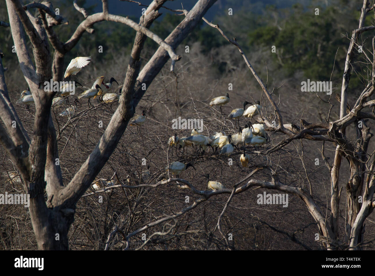 Black-headed Ibis. Threskiornis Melanocephalus. Große Herde Rastplätze in toter Baum. Stockfoto