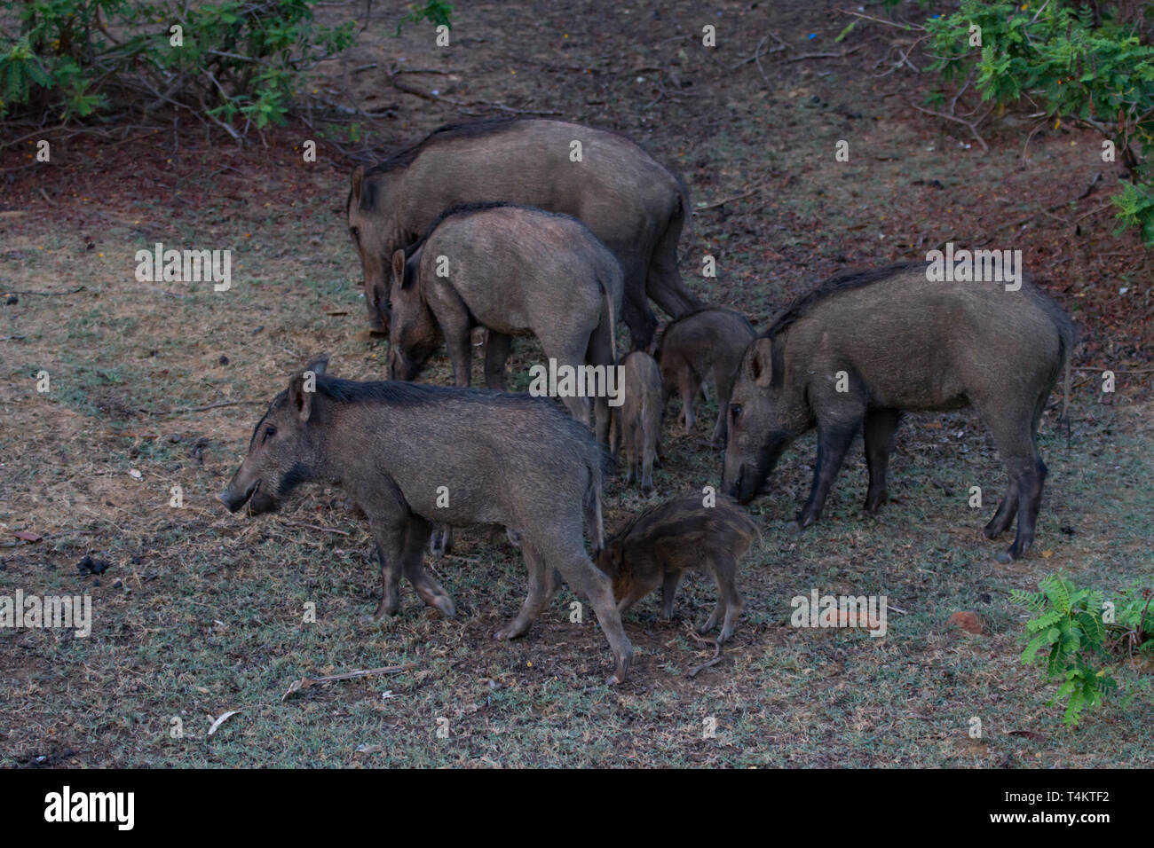 Indische Eber. Sus scrofa cristatus. Erwachsene mit Jungen. Sri Lanka Stockfoto