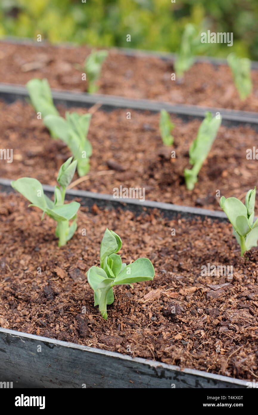 Heraut Pisum sativum''. Mangetout oder Schnee Erbsen, von Saatgut in der Regenrinne für einfache Auspflanzen gewachsen, Großbritannien Stockfoto