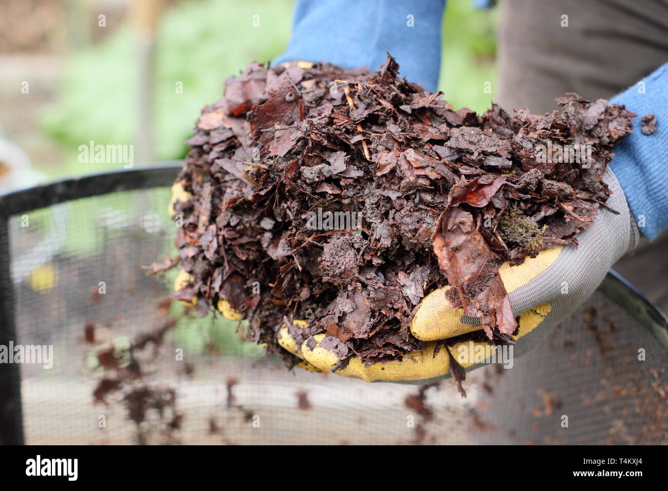 Reifen Blattform hob aus einem Blatt Käfig und bereit für den Einsatz als Mulch im Garten, Stockfoto