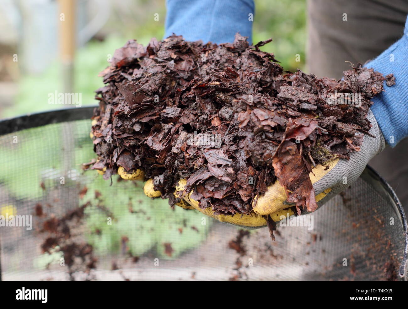 Selbstgemachte Blattform, die aus einem Blattkäfig gehoben wurde und als Mulch im Garten verwendet werden kann. Regenerative Gartenarbeit. Stockfoto