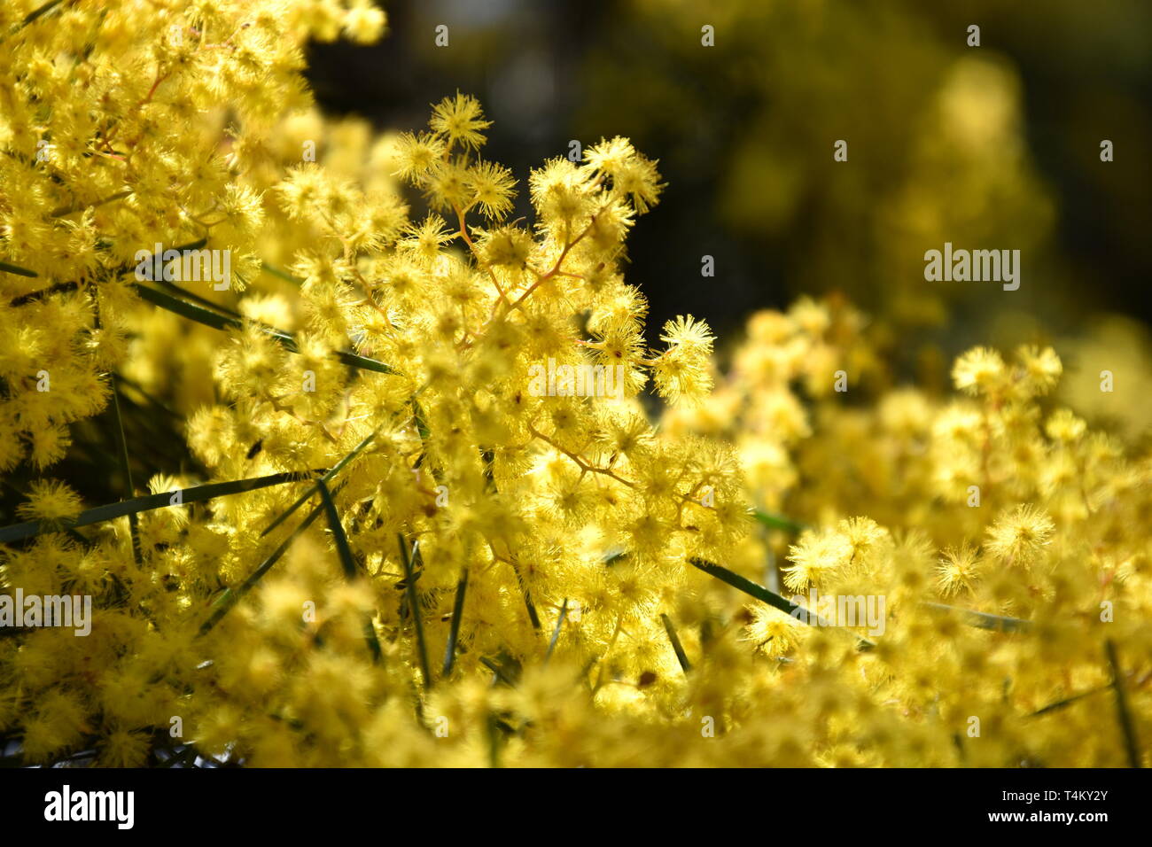 Acacia pycnantha, allgemein bekannt als Golden Wattle, ist Australiens nationale Blume und allgemein als Acacias bekannt. Blüte der Mimosa Tree. Stockfoto