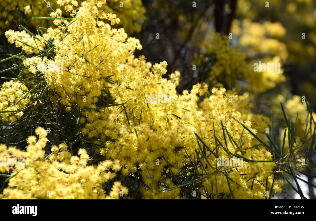 Acacia pycnantha, allgemein bekannt als Golden Wattle, ist Australiens nationale Blume und allgemein als Acacias bekannt. Blüte der Mimosa Tree. Stockfoto