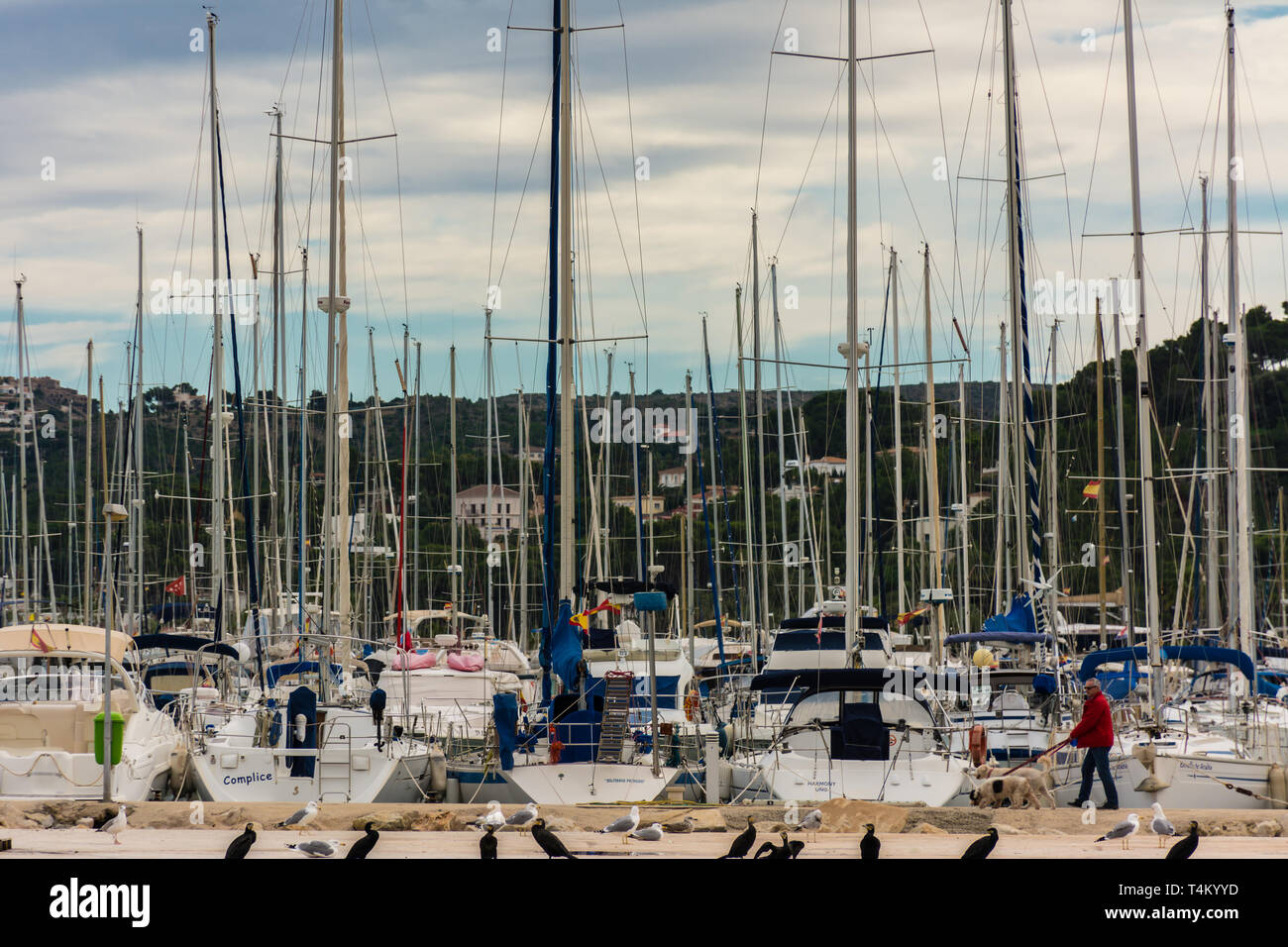Denia, Alicante, Spanien, 21. November 2018: Ein Mann, der seine Hunde zu Fuß durch die Marina, mit Segelbooten, Kormorane und Möwen Stockfoto