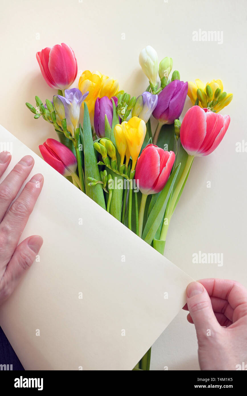Hände und Blumensträuße von Tulpen und Freesie Blumen Stockfoto