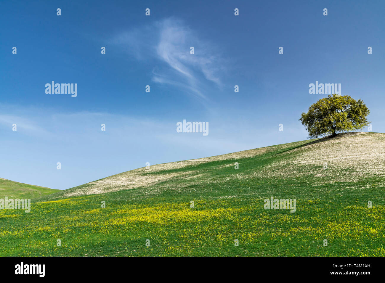 Rolling Hills Landschaft, Andalusien, Spanien Stockfoto