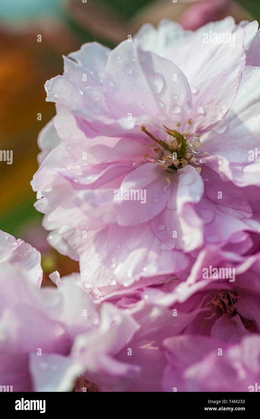 Nahaufnahme von rosa Blume auf einem dekorativen Kirschbaum Prunus. Stockfoto