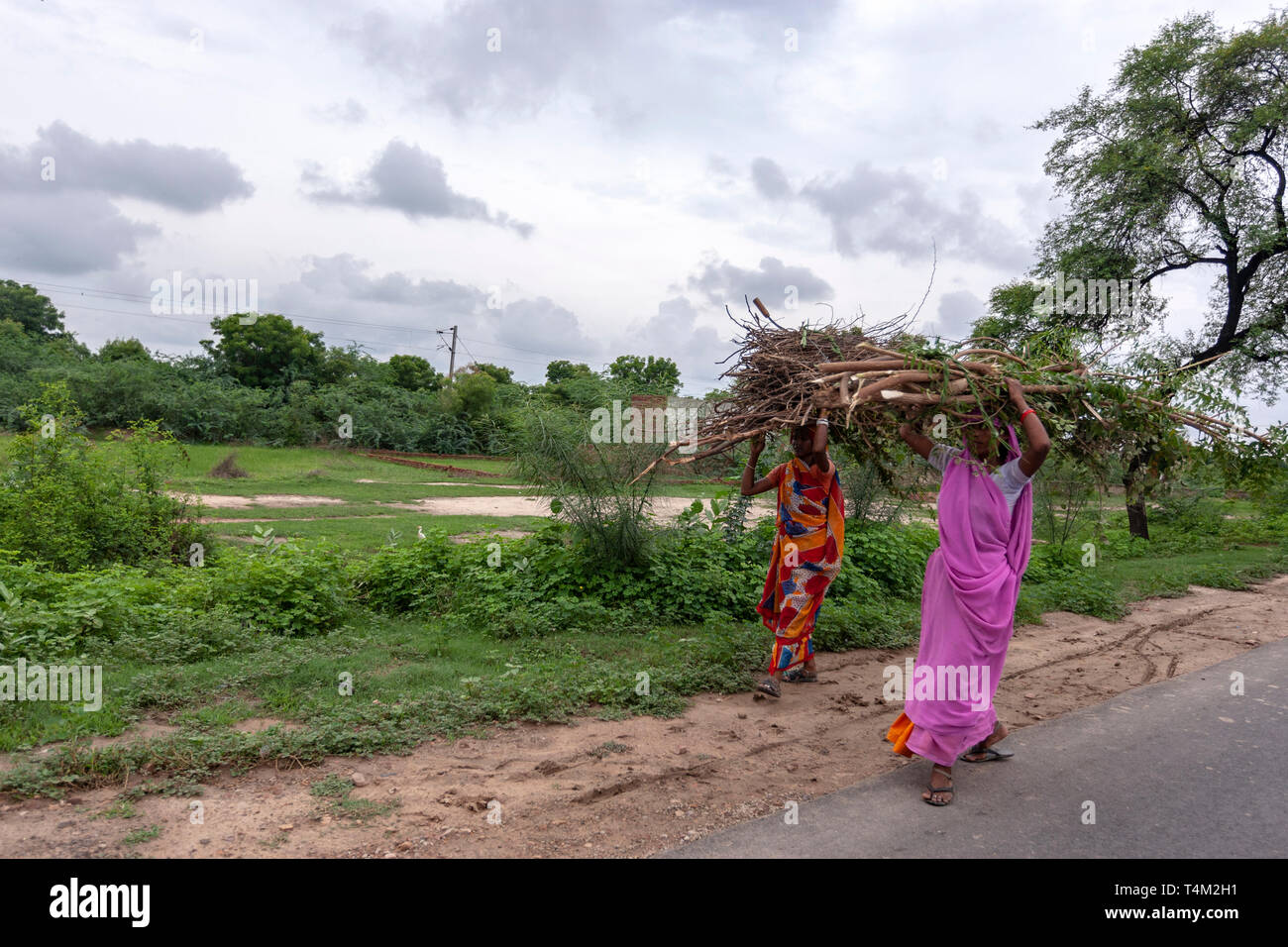 Indische Frauen, die auf ihrem Kopf Rundholz in Uttar Pradesh, Indien Stockfoto