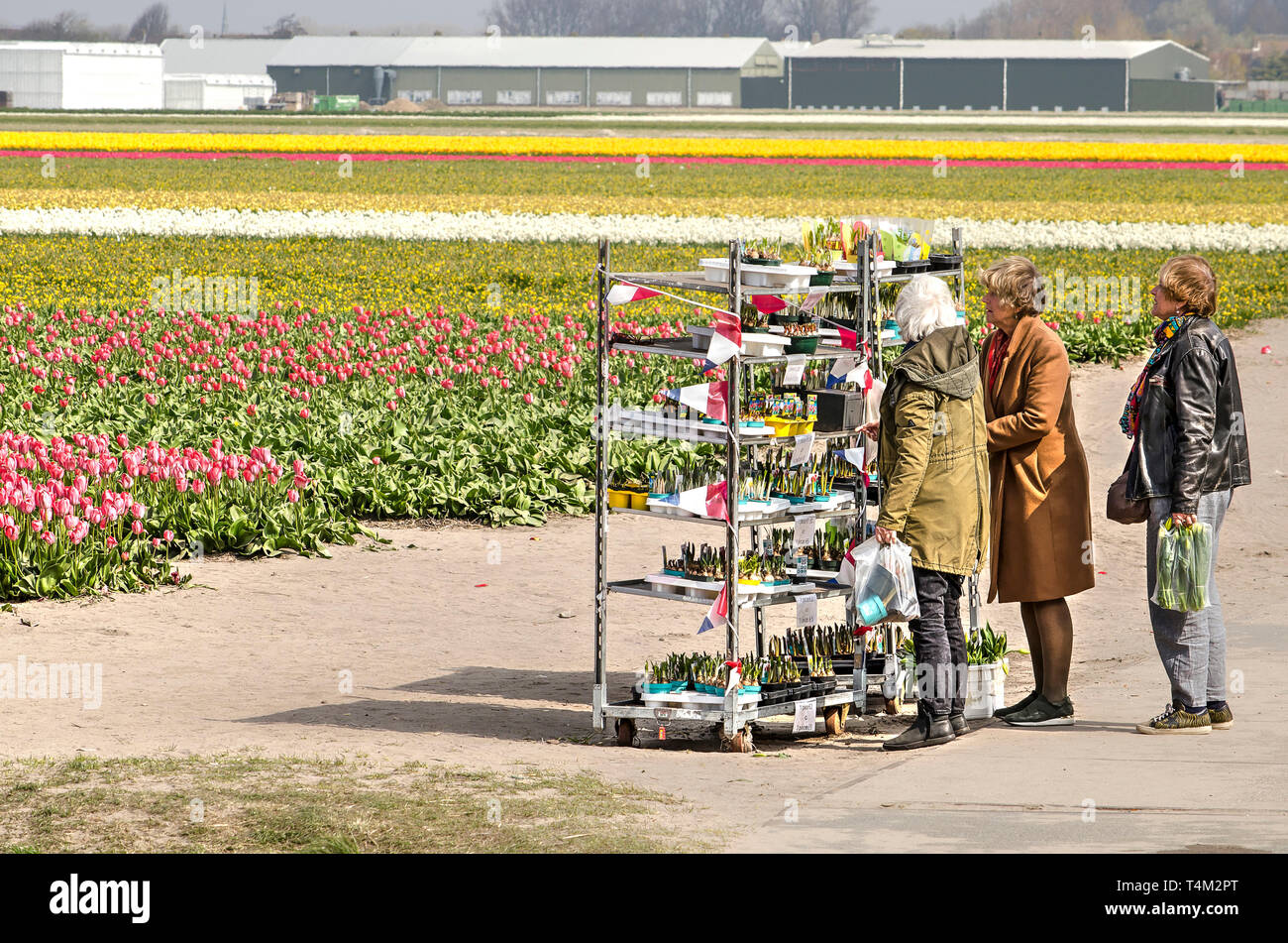 Noordwijkerhout, Niederlande, April 15, 2019: Touristen auf der Suche nach Souvenirs in einem Rack mit Blumenzwiebeln auf Verkauf inmitten von farbenfrohen Tulpenfeldern Stockfoto