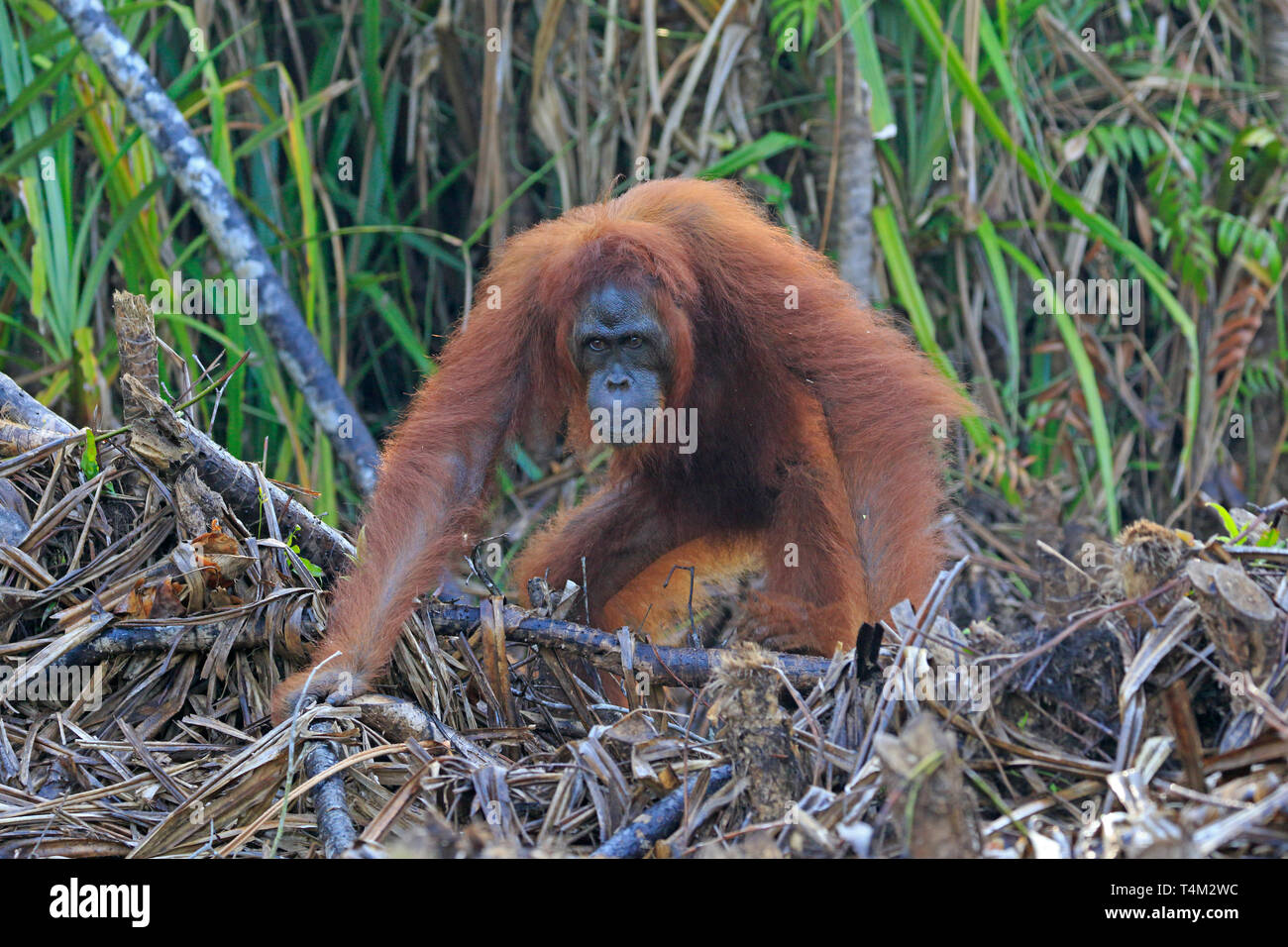 Orang-utans im Tanjung Puting Naturschutzgebiet Kalimantan Borneo Indonesien Stockfoto