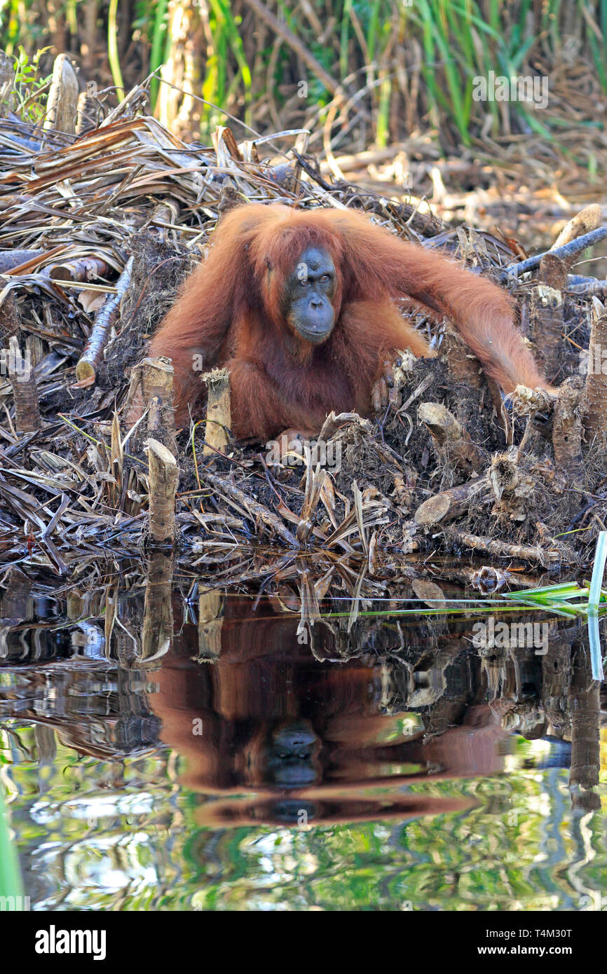 Orang-utans im Tanjung Puting Naturschutzgebiet Kalimantan Borneo Indonesien Stockfoto