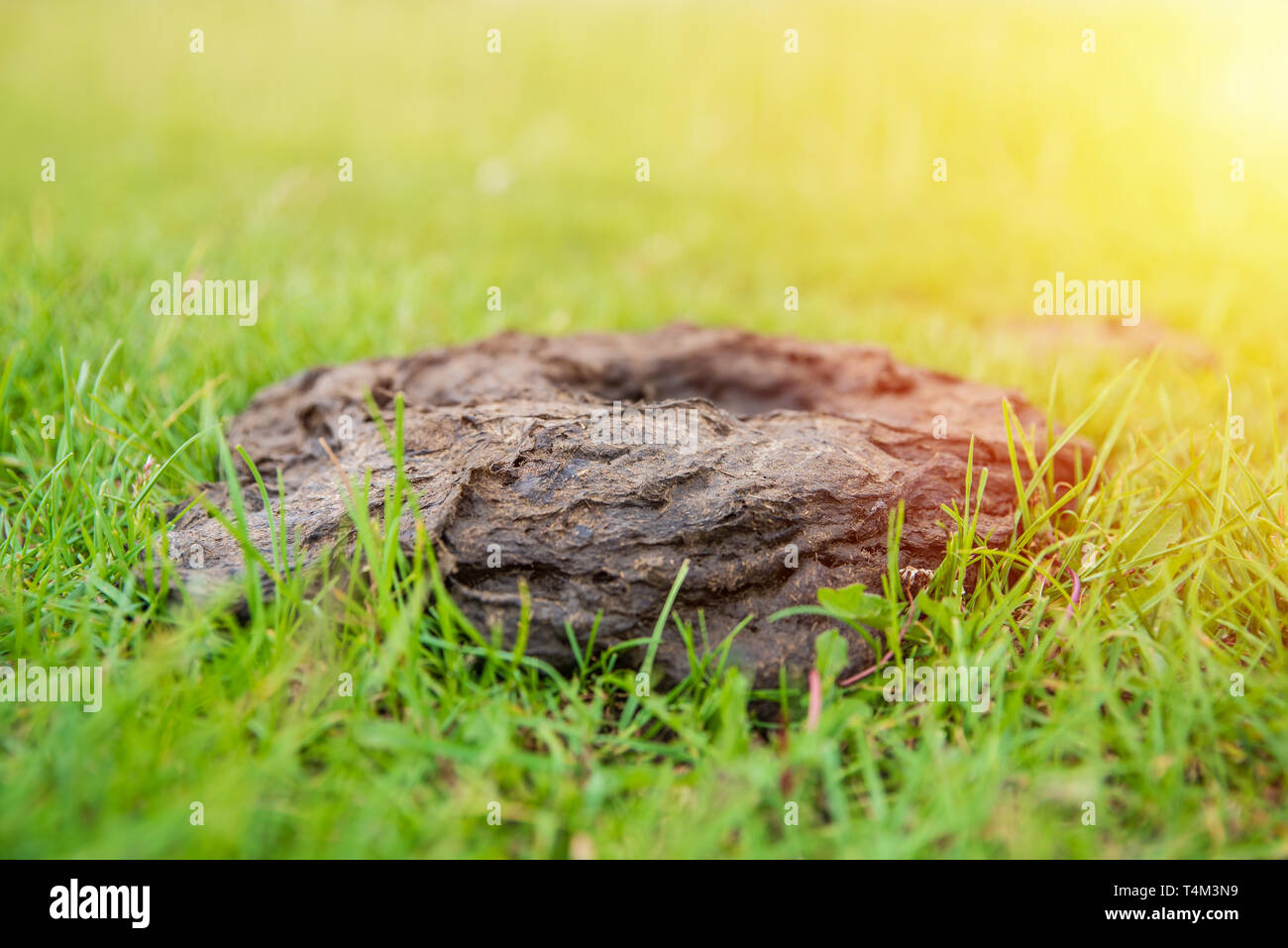 Kuhmist auf grnem Gras. Dnger fr Erde Stockfotografie - Alamy