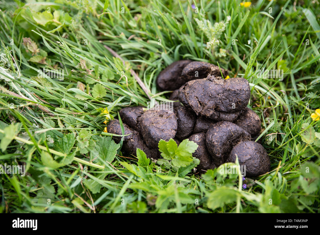 Pferdemist auf grnem Gras, Kot. Dnger fr Erde Stockfotografie - Alamy