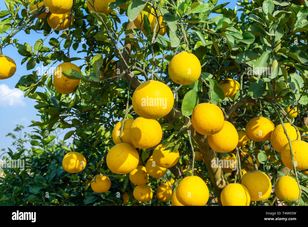 Reif pomelo Früchte hängen an den Bäumen im Garten Stockfotografie Alamy
