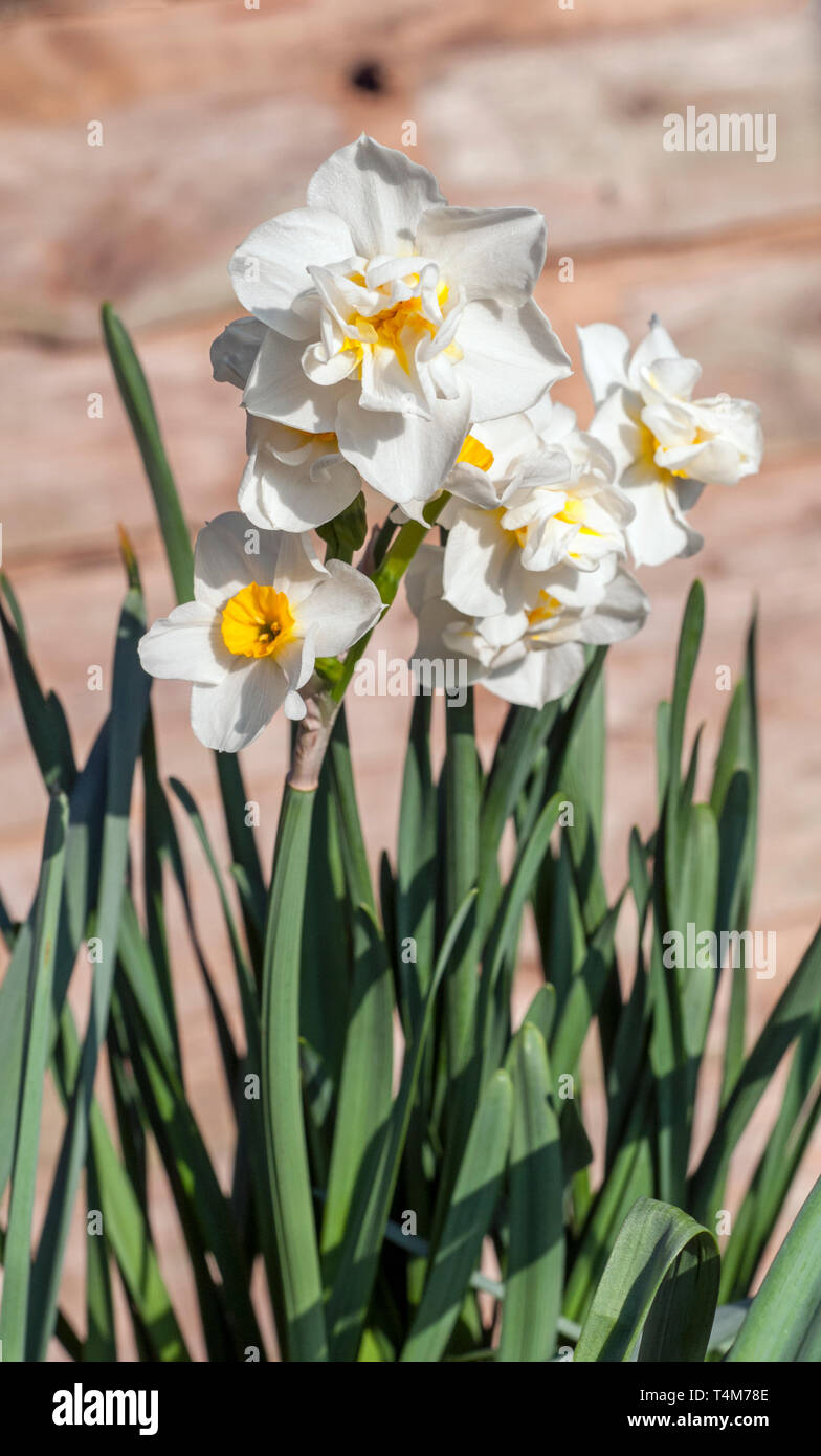 Narzisse Fröhlichkeit Blüte in der Mitte der Feder eine doppelte Narzisse mit weißen Blütenblättern und eine gelbe Schale, gehört zu der Gruppe 4. Stockfoto