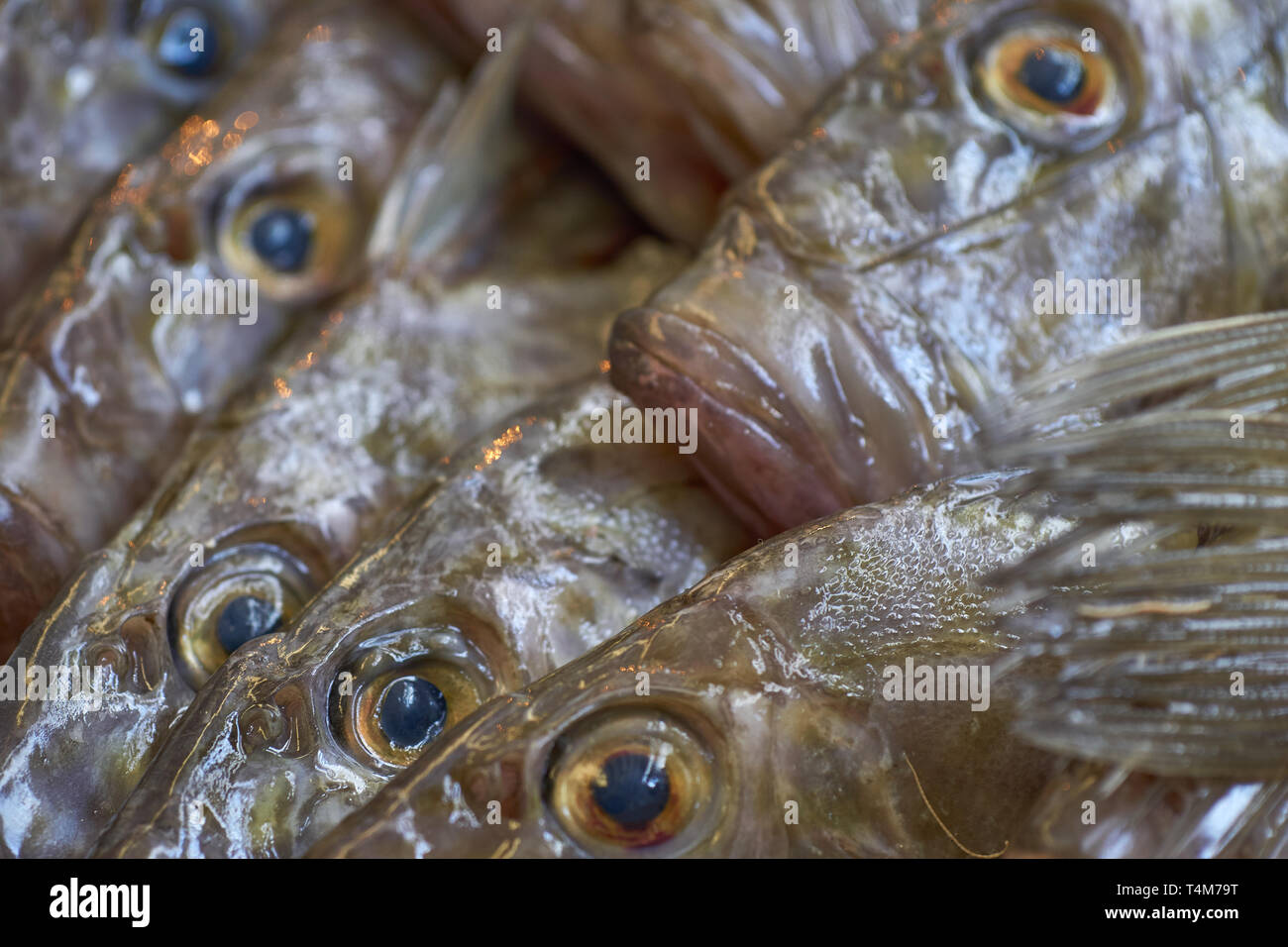 Nahaufnahme von Fisch Augen (John Dory) starrt in einen Fischmarkt in Marokko (Tanger), Nordafrika Stockfoto