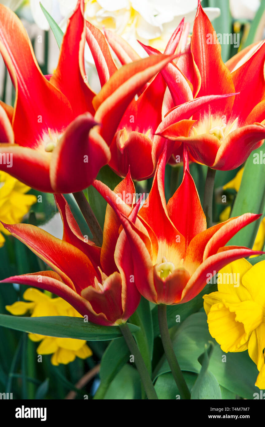 Tulpen Aladdin in einem Grenzgebiet mit Narzisse Wachteln. Becher geformten Blüten rot mit gelben Kanten der Lily- Gruppe Tulpen Abteilung 6 Stockfoto