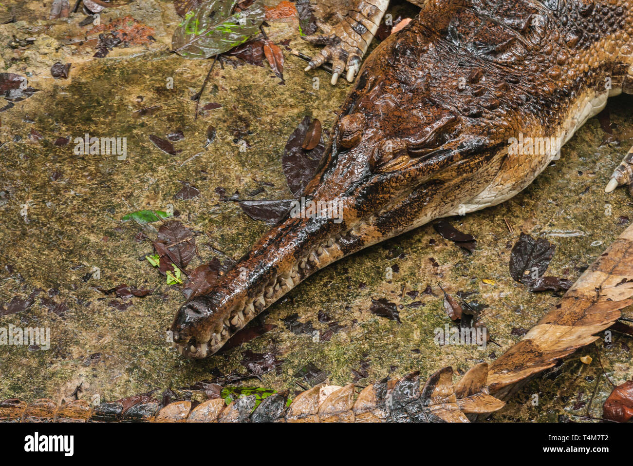 Die false gharial (Tomistoma schlegelii), auch bekannt als Malaiische gharial, Sunda gharial und tomistoma, ist ein Süßwasser Krokodile Stockfoto