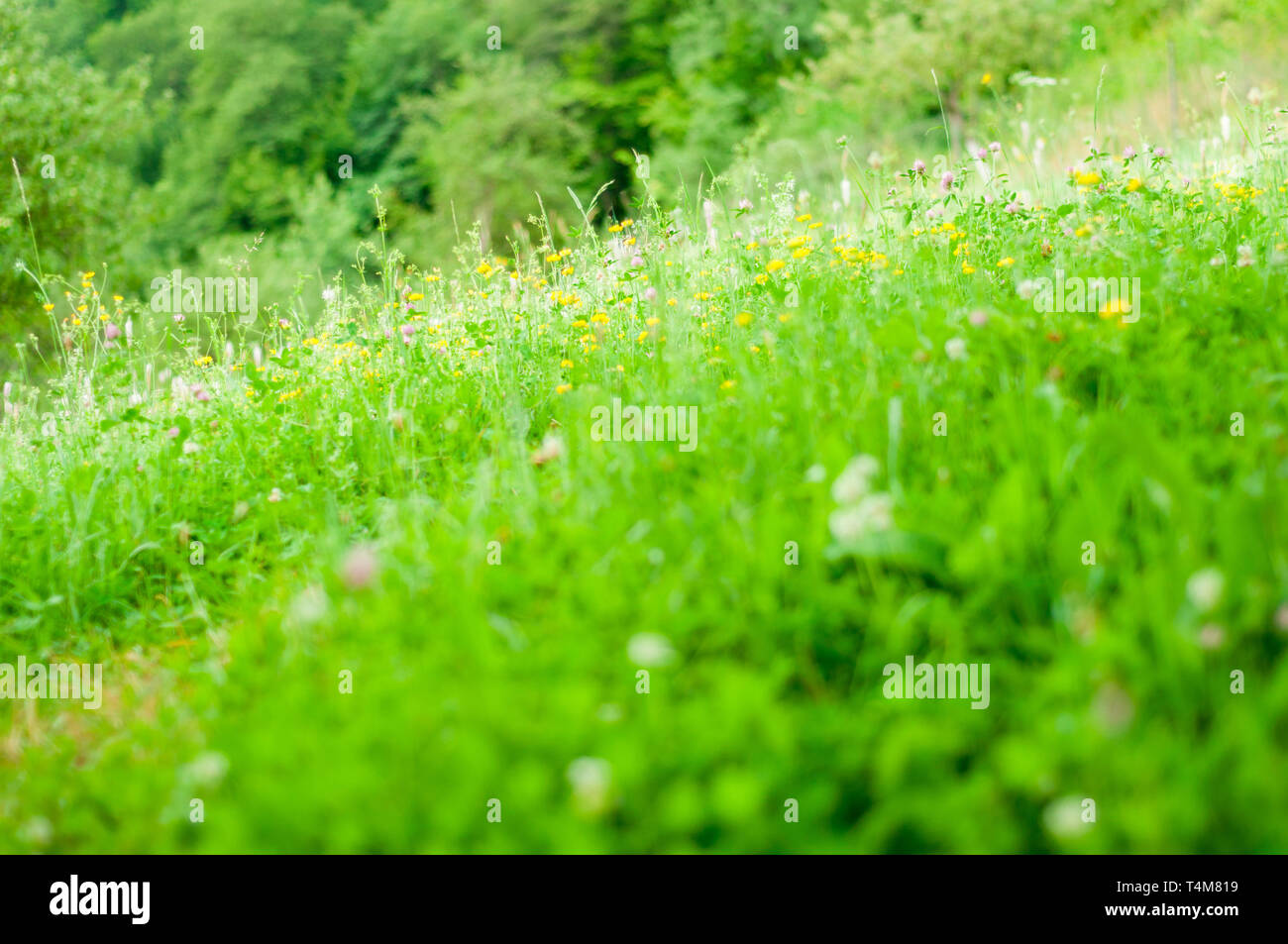 Sommer Hintergrund. Gras und wilden Blumen auf einer Wiese im Sommer. Frühling Landschaft mit Soft Focus Stockfoto