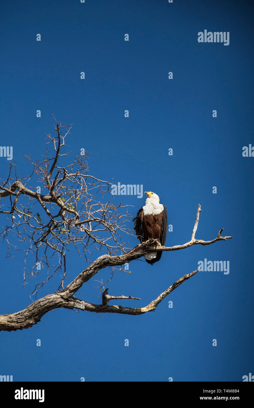 African Fish Eagle, Chobe Nationalpark, Botswana. Stockfoto