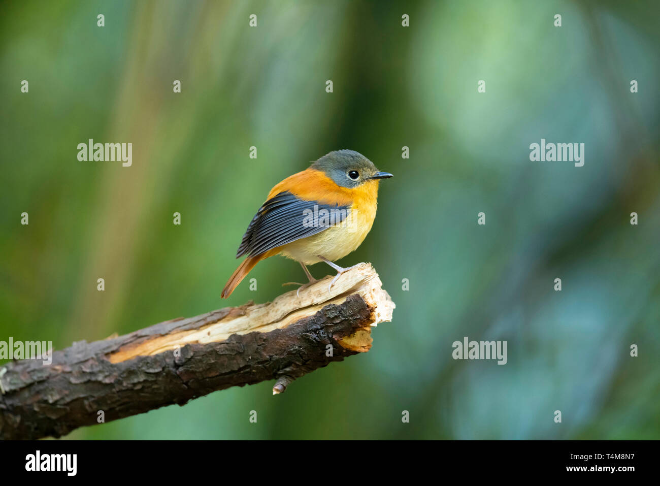 Schwarz und Orange, Ficedula nigrorufa, weiblich, Nilgiri Berge, Western Ghats, Tamil Nadu, Indien. Stockfoto